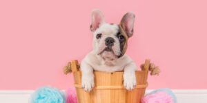 french bulldogs unleashed the charm of bringing a frenchie home