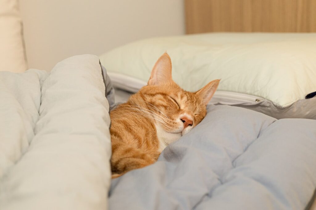 7-Step Wind-Down Routine for Better Sleep Tonight