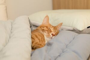 7-Step Wind-Down Routine for Better Sleep Tonight