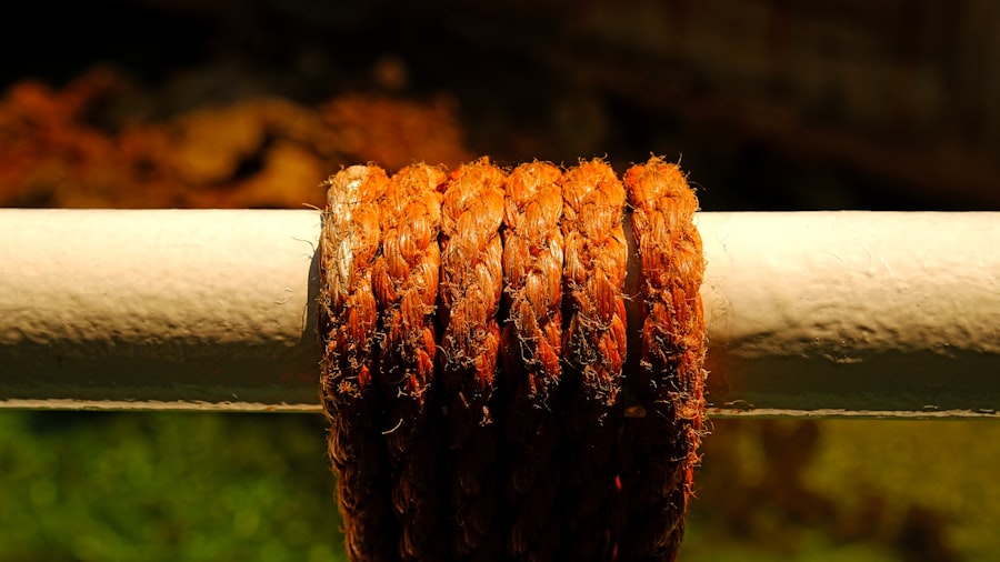 Photo Longevity Industry