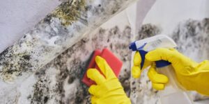 Say Goodbye to Mold – Effective Strategies for Mold Removal