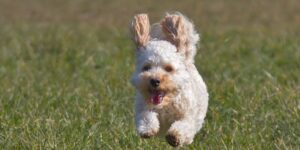 W88Page puppy playtime fun and enriching activities for your pup